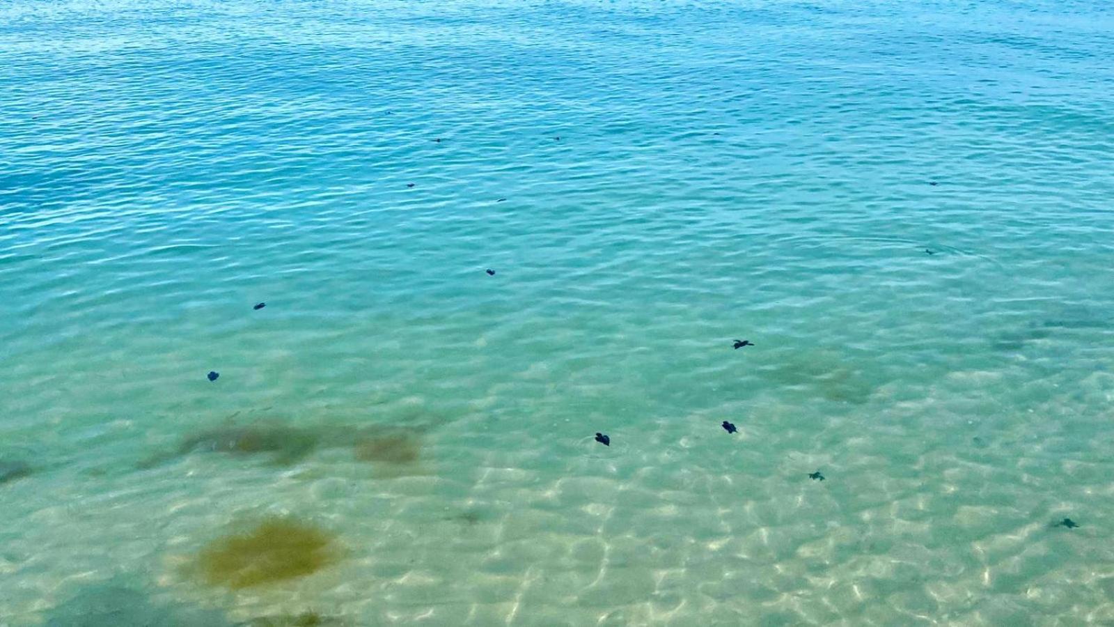 Beachfront Apartment With Swimming Pool. One Bedroom Celestun Ngoại thất bức ảnh